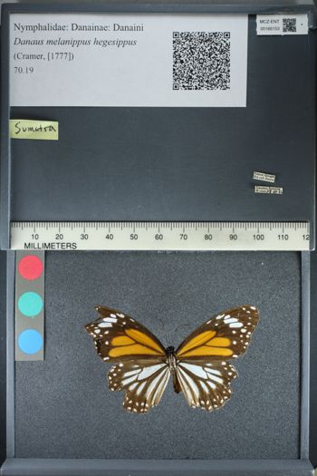 Media type: image;   Entomology 166153